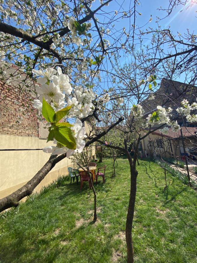 Zen House Hostel Тимишоара Екстериор снимка